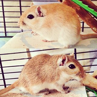  Pixel + Rocket have been spoilt today, so they've thanked me by kicking chinchilla sand everywhere  