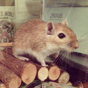  ... And this is Rocket =^.^= 