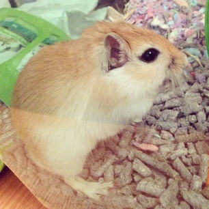  This is Pixel... 