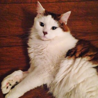  Trevor  @apesmac is being a fabulous cat nurse 